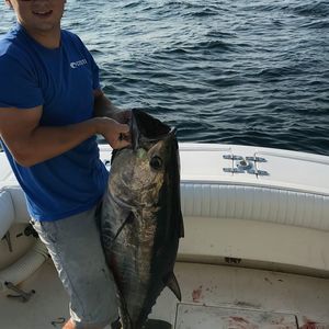 Meet your Posher, Harry